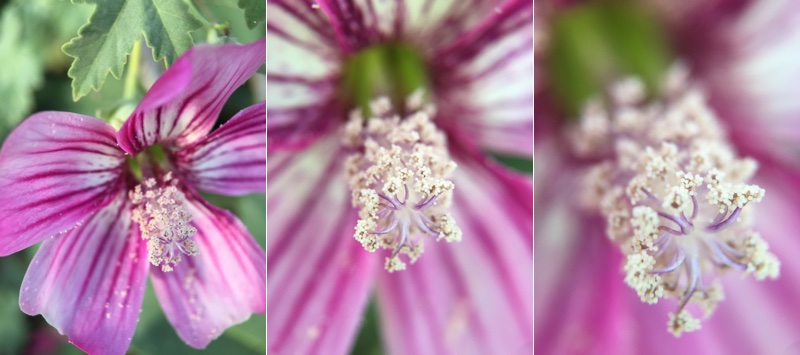 macrocomparison