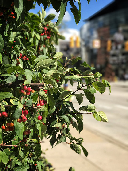 photo of MacRumors Readers Share Beautiful Depth-of-Field Photos Shot With iPhone 7 Plus image