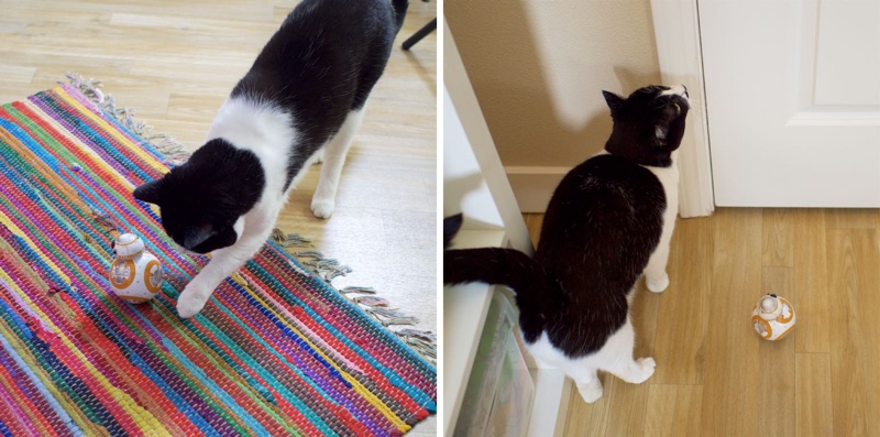 bb8cat