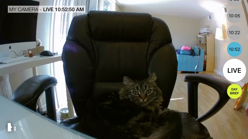 catview